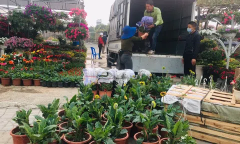 Hoa Tết, cây cảnh rộn ràng xuống phố