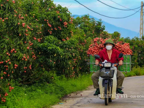 Những con đường "nhuộm" tràn sắc đỏ, chợ vải Bắc Giang nhộn nhịp vào mùa