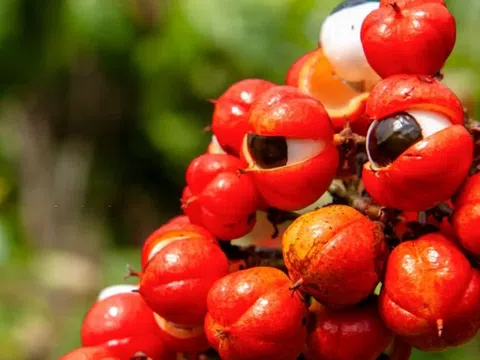 9 lợi ích của guarana với sức khỏe đã được khoa học chứng minh