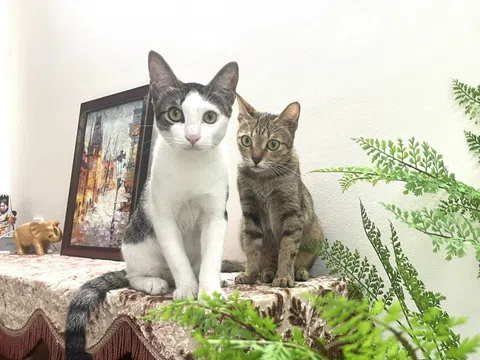 Cơ địa dị ứng thời tiết có nên nuôi chó, mèo?